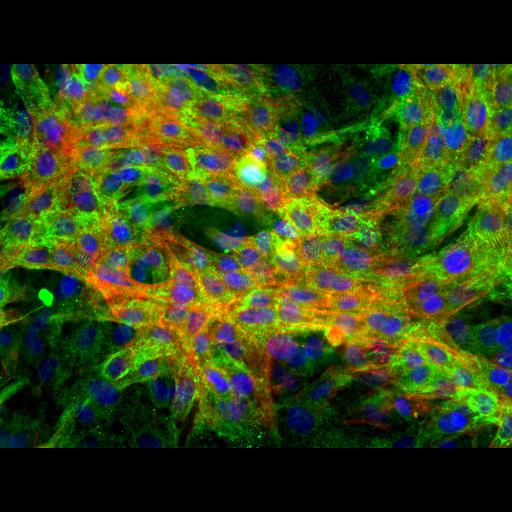  NCBI Organism:Rattus norvegicus; Cell Types:fetal cardiomyocyte Cell Components:cytoskeleton, nucleus;