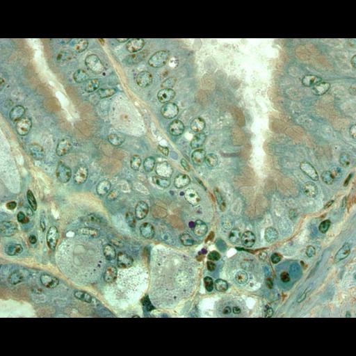  NCBI Organism:Mus musculus, ; Cell Types:parietal cell, , ; Cell Components:, , ;