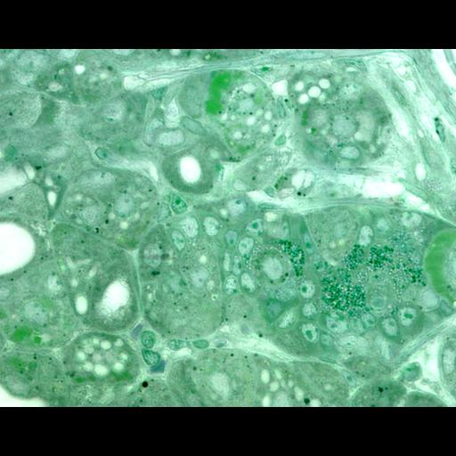  NCBI Organism:Mus musculus; Cell Types:parietal cell, , ; Cell Components:, , , , , , ;