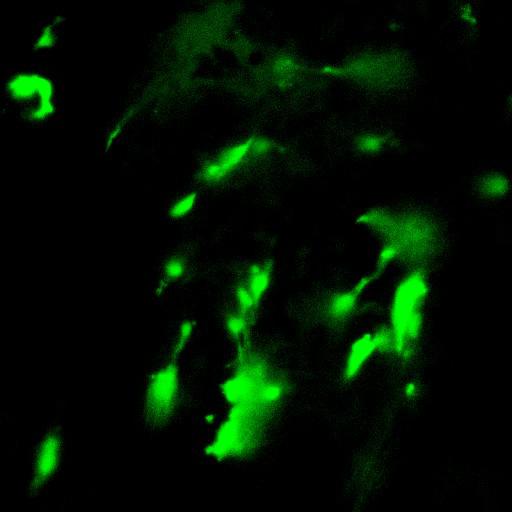  NCBI Organism:Mus musculus, ; Cell Types:;