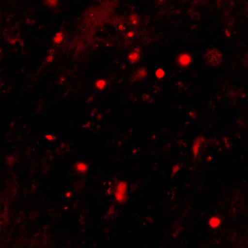  NCBI Organism:Mus musculus, ; Cell Types:;