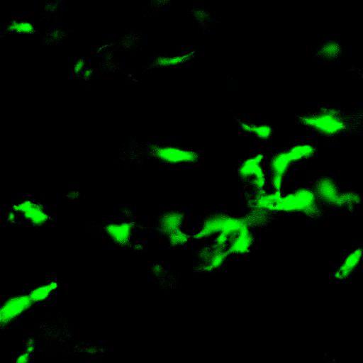  NCBI Organism:Mus musculus, ; Cell Types:; Biological process:;