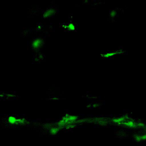  NCBI Organism:Mus musculus, ; Cell Types:; Biological process:;