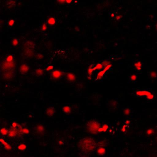  NCBI Organism:Mus musculus, ; Cell Types:; Biological process:;