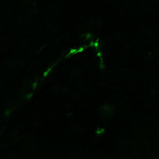  NCBI Organism:Mus musculus, ; Cell Types:; Biological process:;