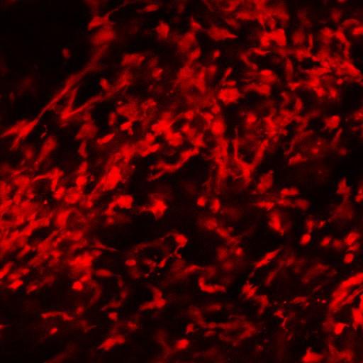  NCBI Organism:Mus musculus, ; Cell Types:; Biological process:;