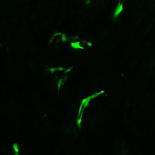  NCBI Organism:Mus musculus, ; Cell Types:; Biological process:;