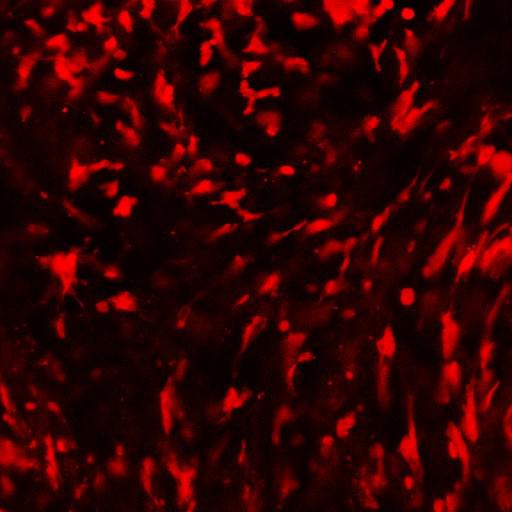  NCBI Organism:Mus musculus, ; Cell Types:; Biological process:;