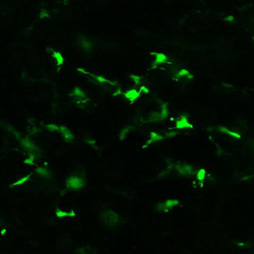  NCBI Organism:Mus musculus, ; Cell Types:; Biological process:;