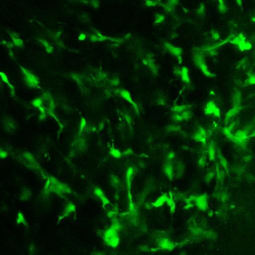  NCBI Organism:Mus musculus, ; Cell Types:; Biological process:;