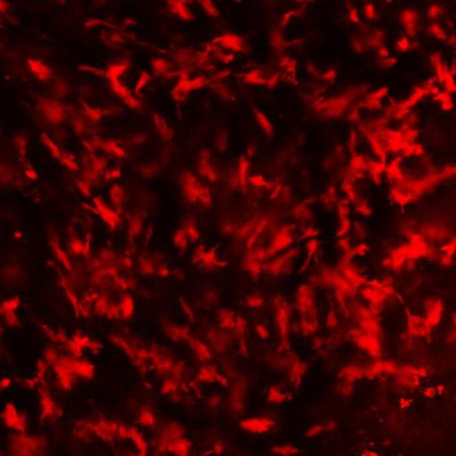  NCBI Organism:Mus musculus, ; Cell Types:; Biological process:;