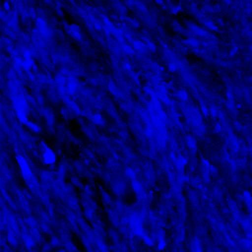  NCBI Organism:Mus musculus, ; Cell Types:; Biological process:;