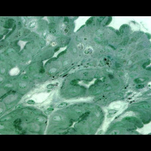  NCBI Organism:Mus musculus, ; Cell Types:parietal cell, , ;