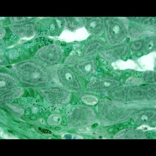  NCBI Organism:Mus musculus, ; Cell Types:parietal cell, , ;