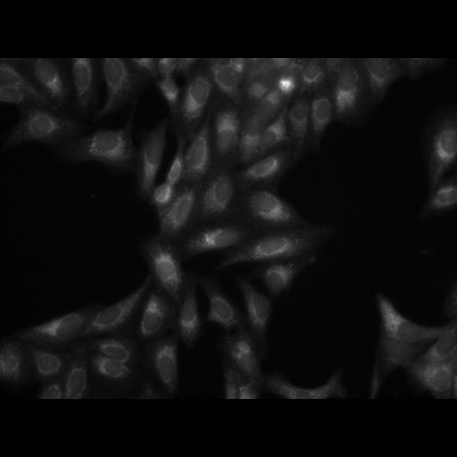  NCBI Organism:Homo sapiens, ; Cell Components:cell; Biological process:response to chemical stimulus;