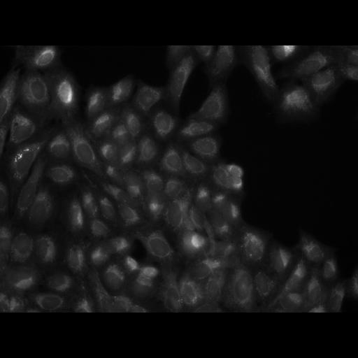  NCBI Organism:Homo sapiens, ; Cell Components:cell; Biological process:response to chemical stimulus;