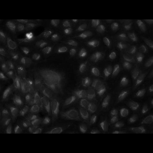  NCBI Organism:Homo sapiens, ; Cell Components:cell; Biological process:response to chemical stimulus;