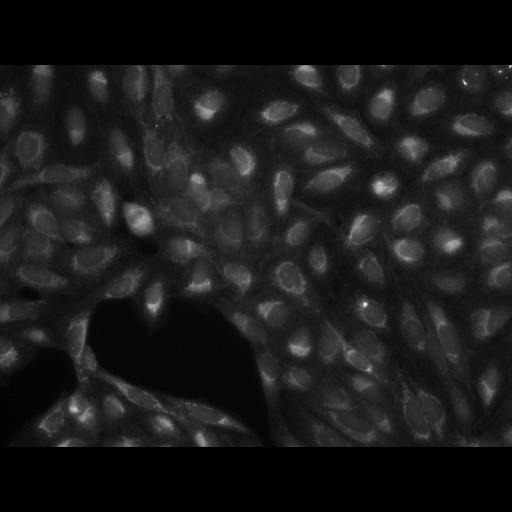  NCBI Organism:Homo sapiens, ; Cell Components:cell; Biological process:response to chemical stimulus;