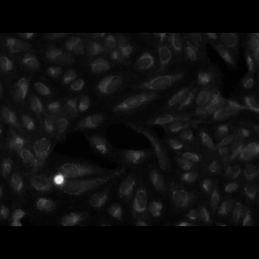  NCBI Organism:Homo sapiens, ; Cell Components:cell; Biological process:response to chemical stimulus;