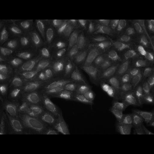  NCBI Organism:Homo sapiens, ; Cell Components:cell; Biological process:response to chemical stimulus;