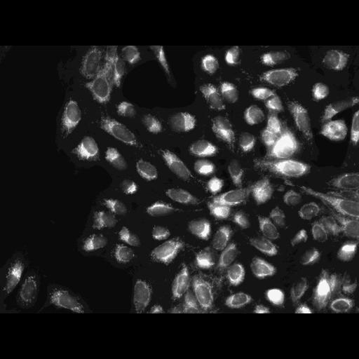  NCBI Organism:Homo sapiens, ; Cell Components:cell; Biological process:response to chemical stimulus;