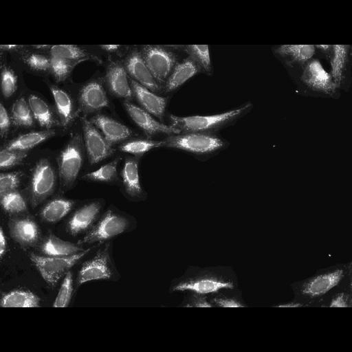  NCBI Organism:Homo sapiens, ; Cell Components:cell; Biological process:response to chemical stimulus;