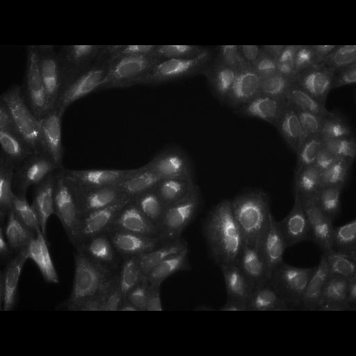  NCBI Organism:Homo sapiens, ; Cell Components:cell; Biological process:response to chemical stimulus;