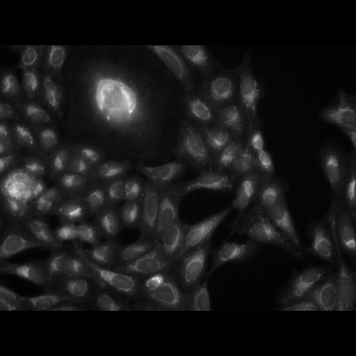  NCBI Organism:Homo sapiens, ; Cell Components:cell; Biological process:response to chemical stimulus;