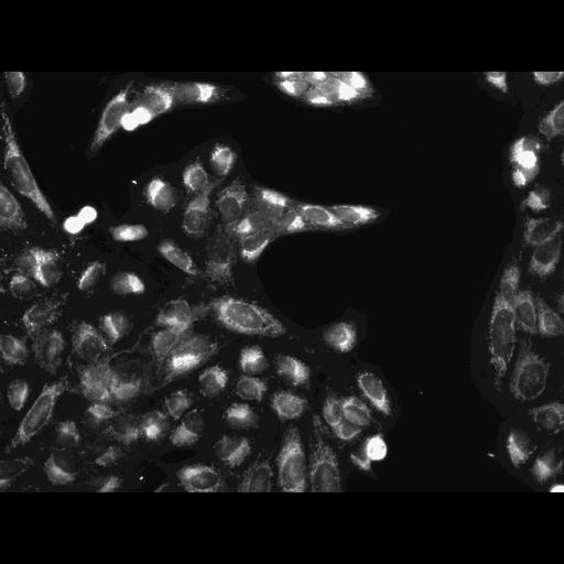  NCBI Organism:Homo sapiens, ; Cell Components:cell; Biological process:response to chemical stimulus;