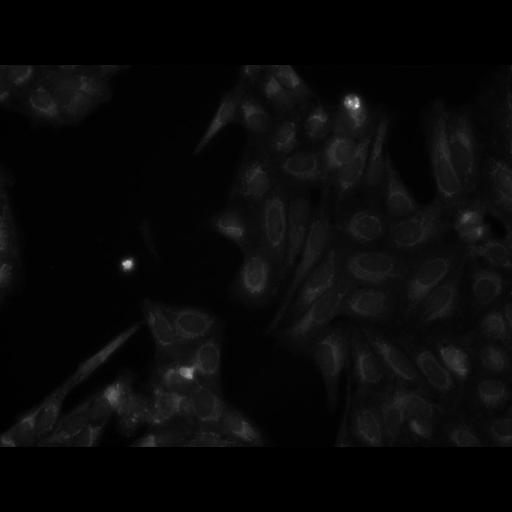  NCBI Organism:Homo sapiens, ; Cell Components:cell; Biological process:response to chemical stimulus;