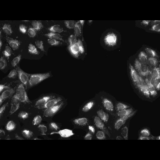  NCBI Organism:Homo sapiens, ; Cell Components:cell; Biological process:response to chemical stimulus;