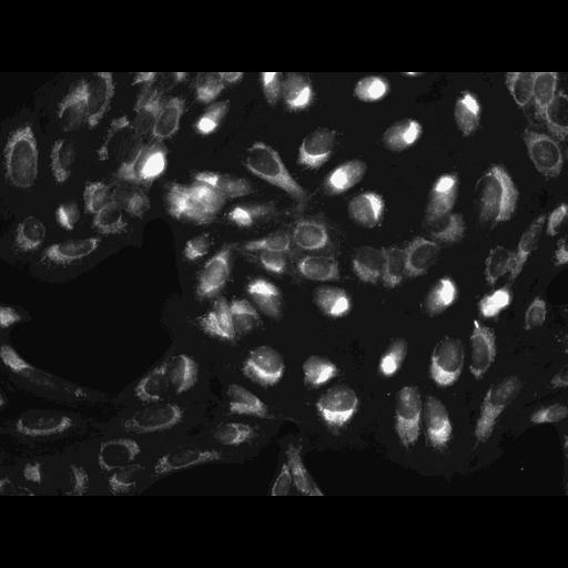  NCBI Organism:Homo sapiens, ; Cell Components:cell; Biological process:response to chemical stimulus;