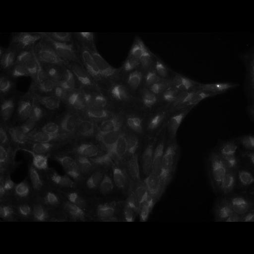  NCBI Organism:Homo sapiens, ; Cell Components:cell; Biological process:response to chemical stimulus;