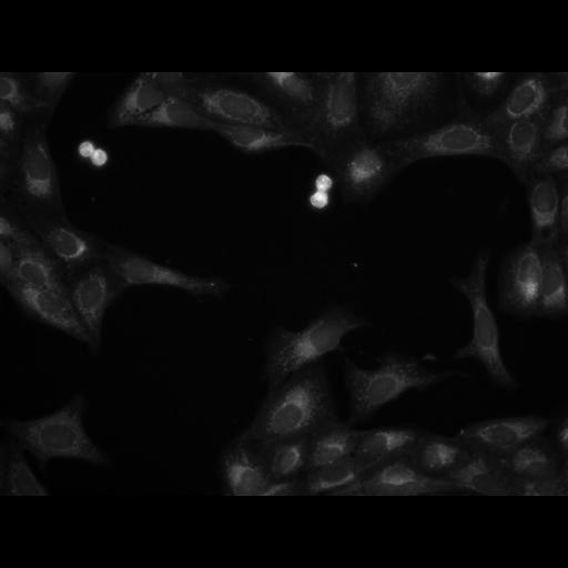  NCBI Organism:Homo sapiens, ; Cell Components:cell; Biological process:response to chemical stimulus;