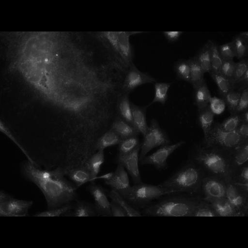  NCBI Organism:Homo sapiens, ; Cell Components:cell; Biological process:response to chemical stimulus;