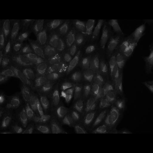  NCBI Organism:Homo sapiens, ; Cell Components:cell; Biological process:response to chemical stimulus;