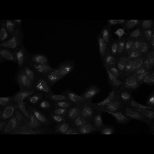  NCBI Organism:Homo sapiens, ; Cell Components:cell; Biological process:response to chemical stimulus;