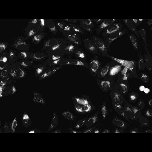  NCBI Organism:Homo sapiens, ; Cell Components:cell; Biological process:response to chemical stimulus;