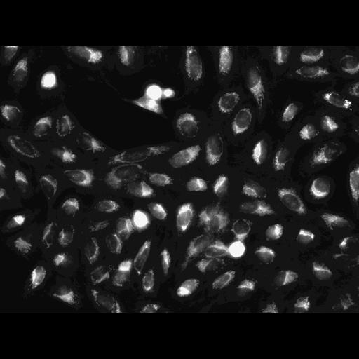  NCBI Organism:Homo sapiens, ; Cell Components:cell; Biological process:response to chemical stimulus;