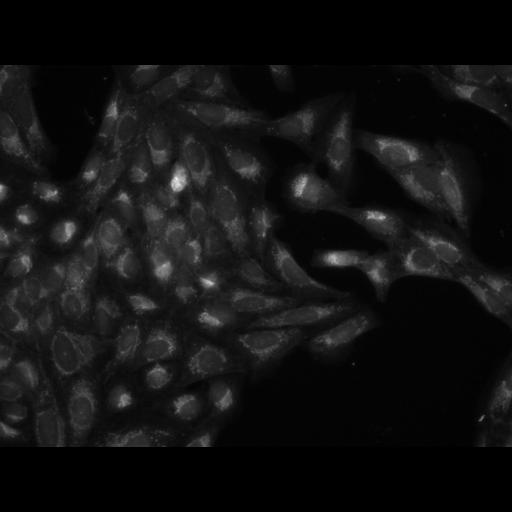  NCBI Organism:Homo sapiens, ; Cell Components:cell; Biological process:response to chemical stimulus;