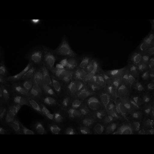  NCBI Organism:Homo sapiens, ; Cell Components:cell; Biological process:response to chemical stimulus;