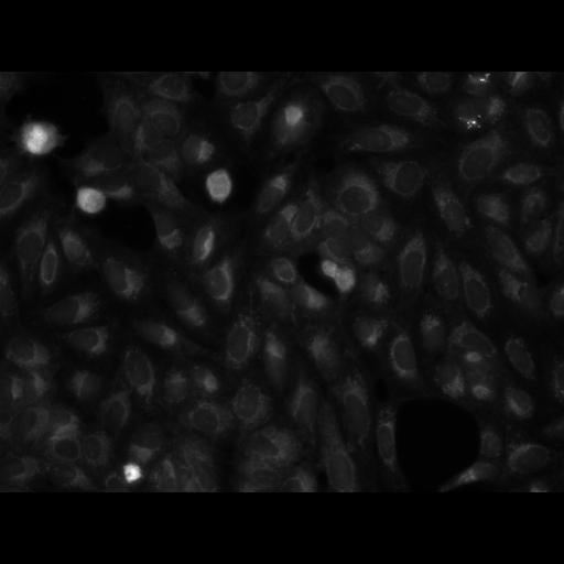  NCBI Organism:Homo sapiens, ; Cell Components:cell; Biological process:response to chemical stimulus;