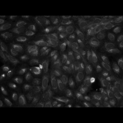  NCBI Organism:Homo sapiens, ; Cell Components:cell; Biological process:response to chemical stimulus;