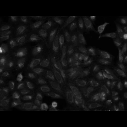  NCBI Organism:Homo sapiens, ; Cell Components:cell; Biological process:response to chemical stimulus;