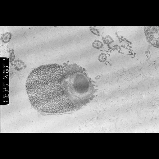  NCBI Organism:Patiria miniata; Cell Types:sperm Cell Components:male germ cell nucleus Biological process:reproduction, nucleus organization;