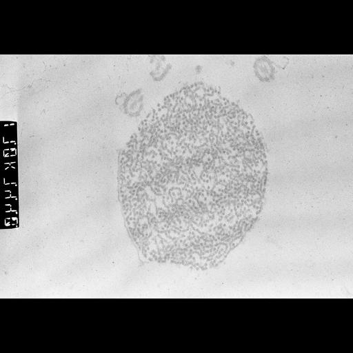  NCBI Organism:Patiria miniata; Cell Types:sperm Cell Components:male germ cell nucleus Biological process:reproduction, nucleus organization;