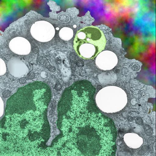  NCBI Organism:Mus musculus, ; Cell Types:alveolar macrophage, Golgi cell; Cell Components:nucleus, nucleolus, , ;