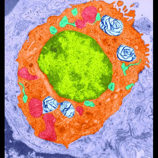  NCBI Organism:Rattus norvegicus, ; Cell Types:; Cell Components:, , , nucleus, , , , , chromatin, ;