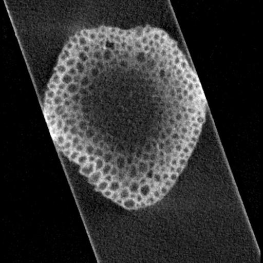  NCBI Organism:Mus musculus, ; Cell Types:; Cell Components:node of Ranvier, ;