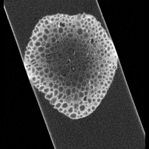  NCBI Organism:Mus musculus, ; Cell Types:; Cell Components:node of Ranvier, ;